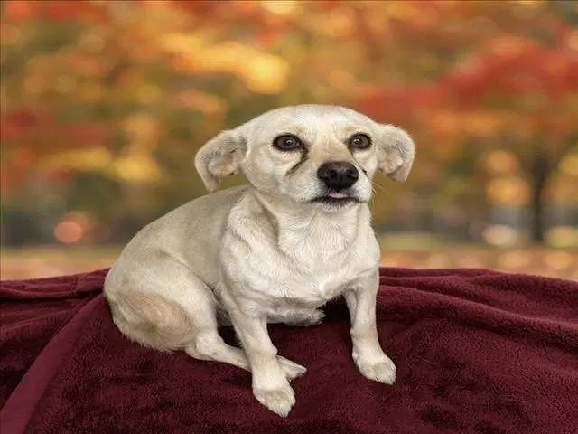 Chiquita - Chihuahua
