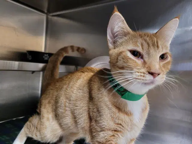 Cebolla - Domestic Short Hair