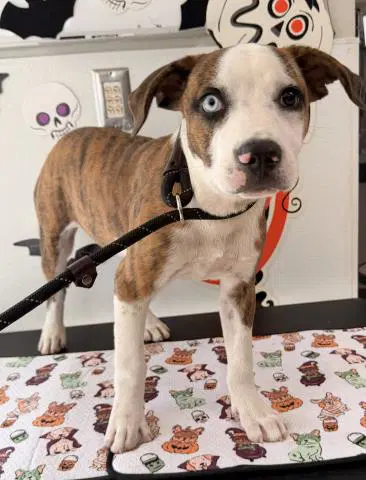 Bowie - Pit Bull Terrier