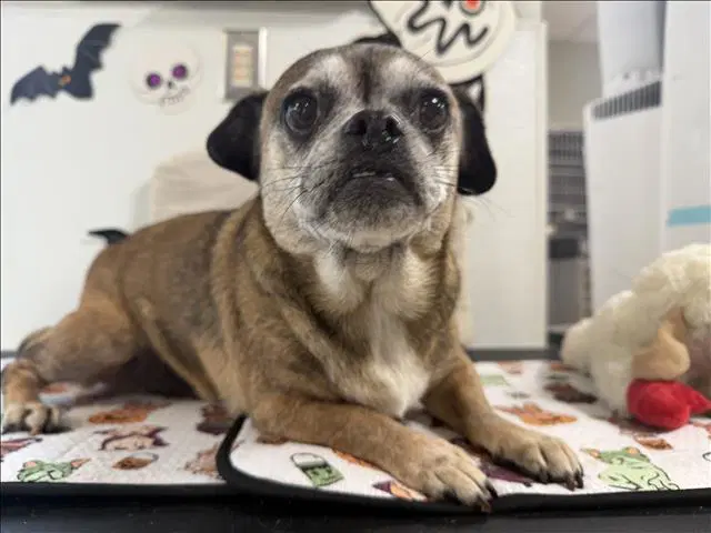 Cherry - Pug