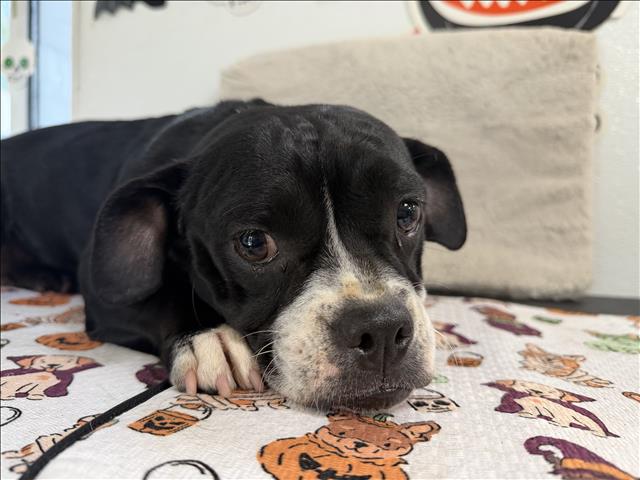 Peaches