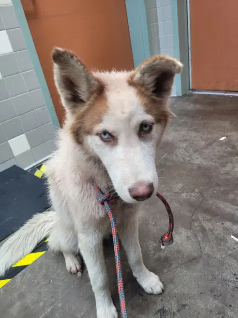 Luna - Siberian Husky