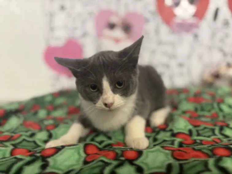 Oliver - Domestic Short Hair