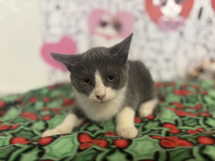 Oliver