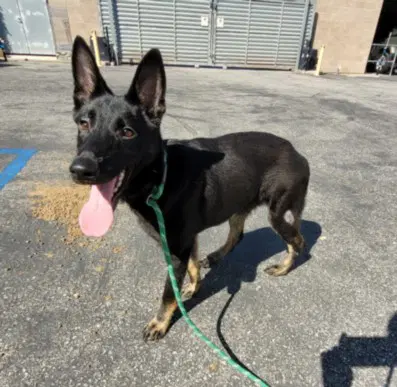 Zorro - German Shepherd Dog