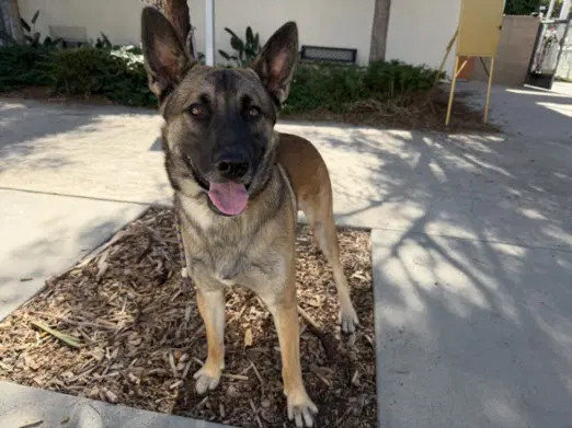 Pj - Belgian Shepherd Malinois