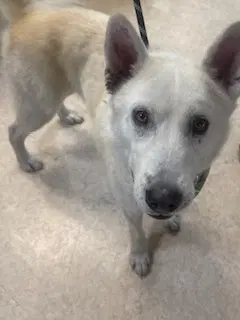 Aspen - Siberian Husky
