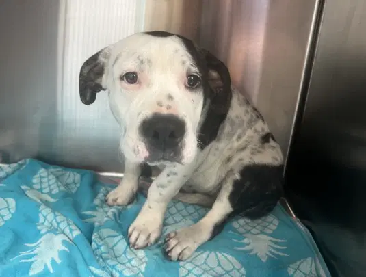 Maddie - Pit Bull Terrier