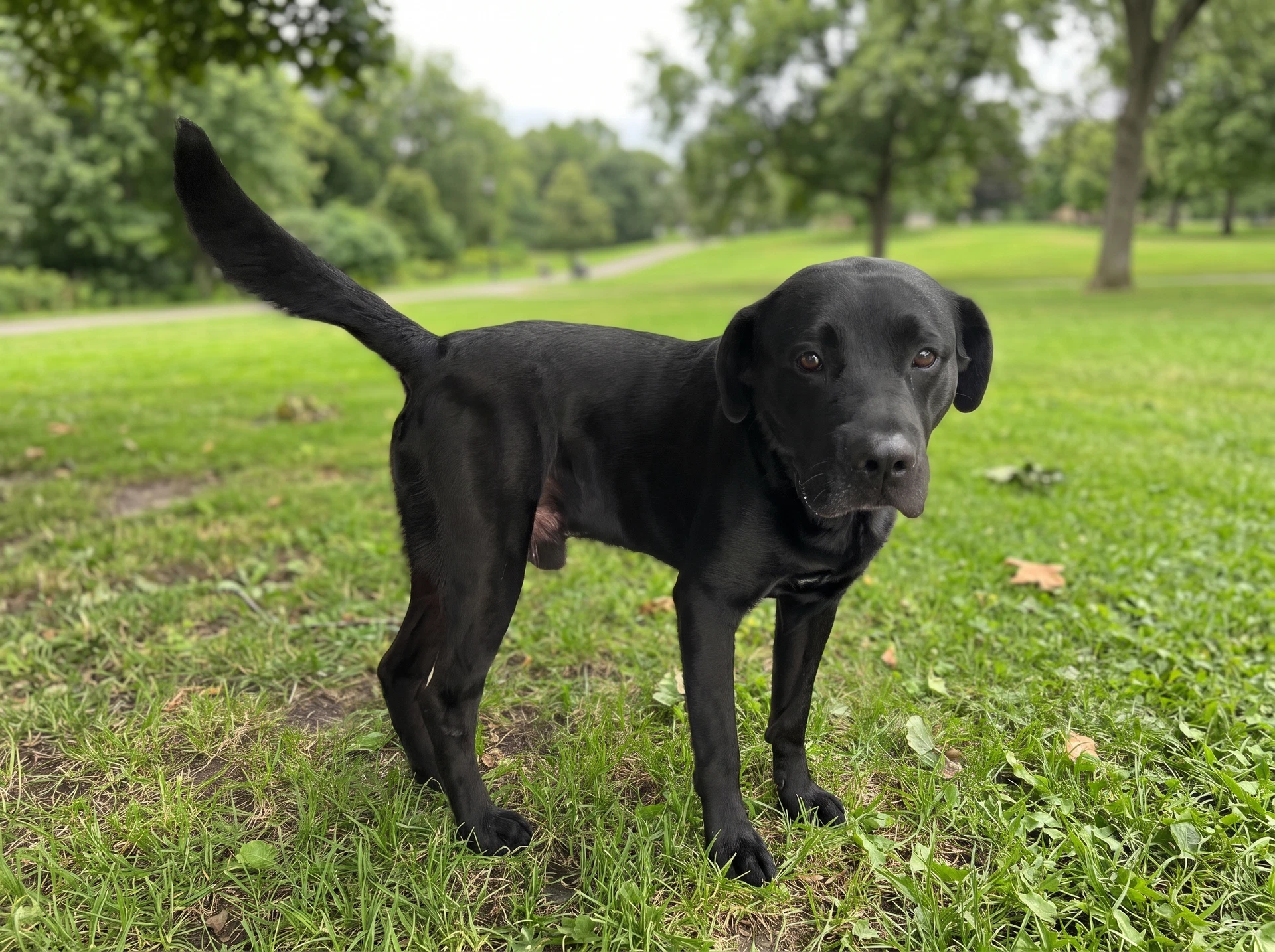 Ozzie