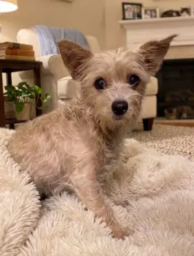 Princess - Chihuahua