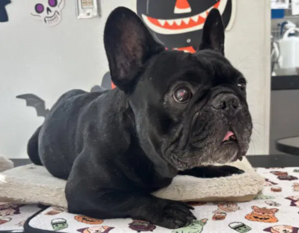 Toast - French Bulldog