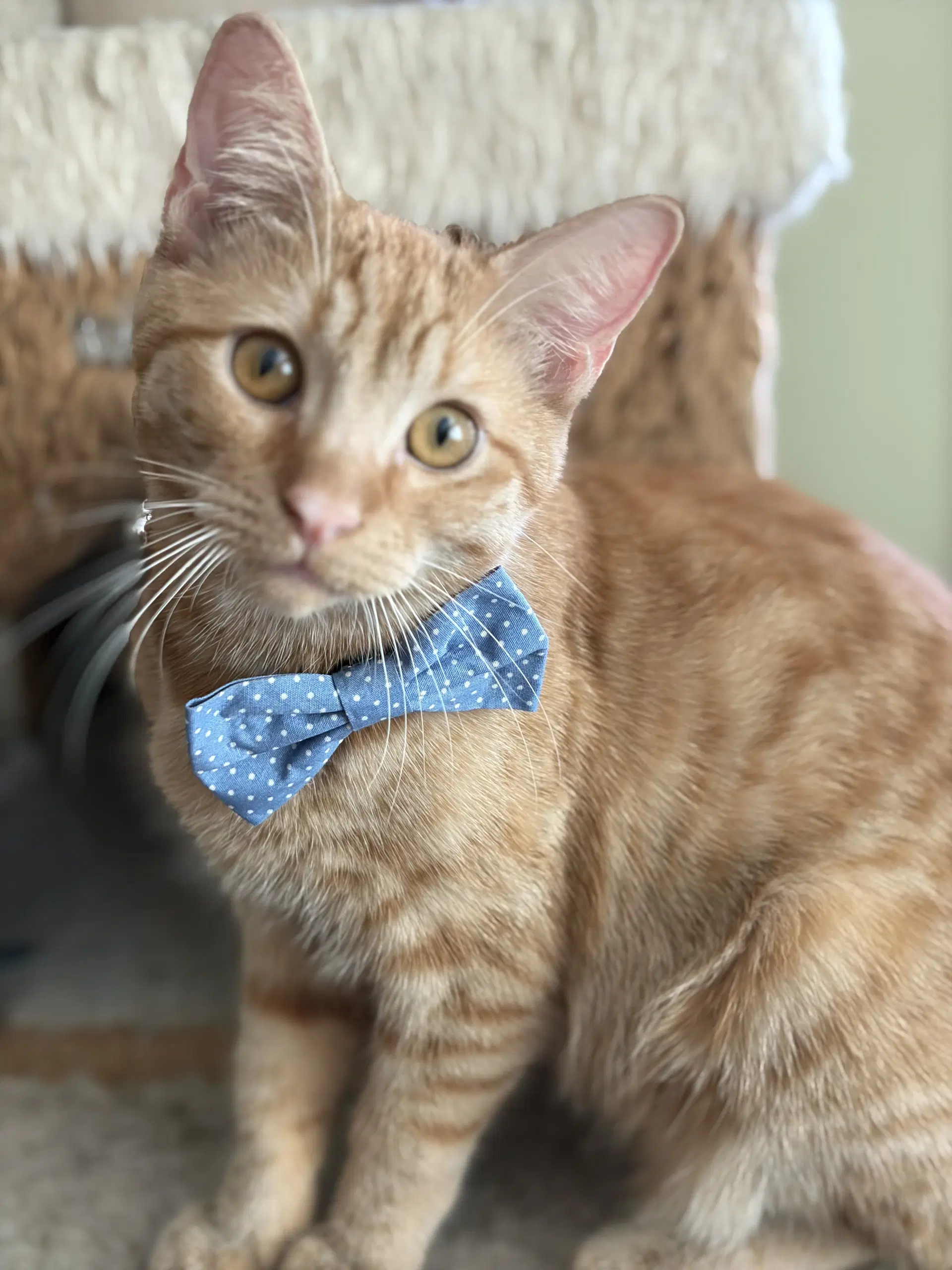 Charlie Brown - Domestic Short Hair