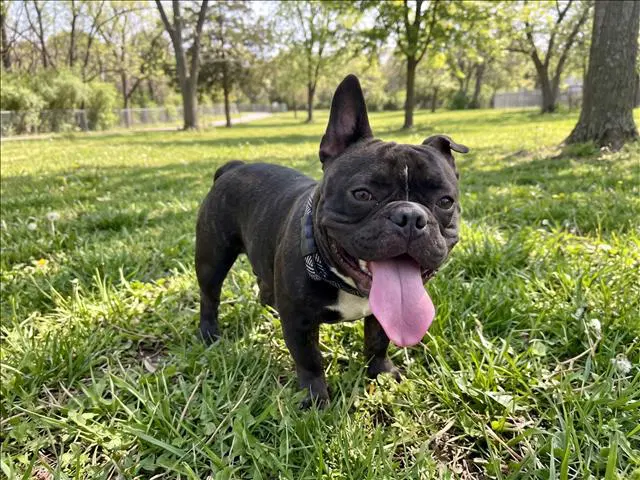 Satchmo - Pit Bull Terrier