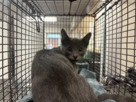 Oliver - Domestic Short Hair