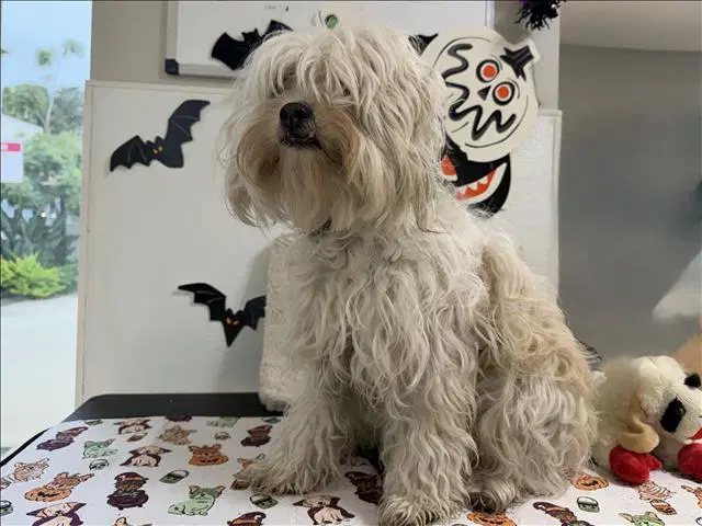 Holly - Poodle (Miniature)