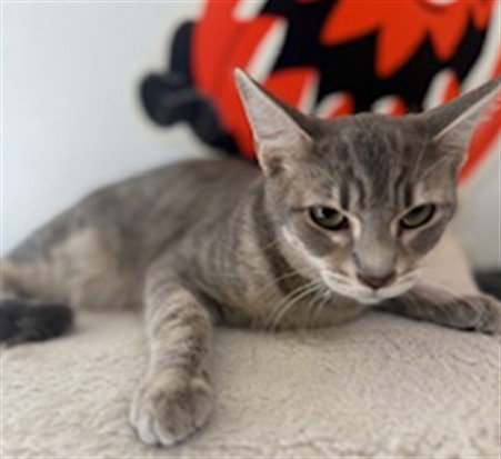 Jessie, Domestic Short Hair (medium coat)