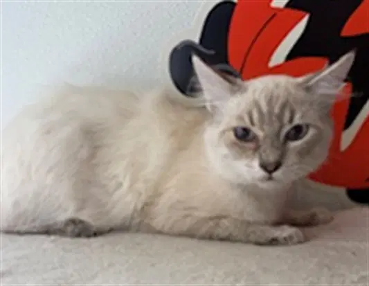 Snowflake - Domestic Short Hair