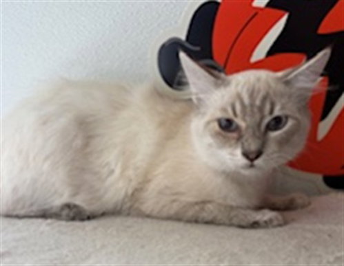 Snowflake, Domestic Short Hair (medium coat)