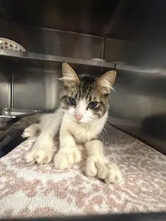 Tabby - Domestic Short Hair