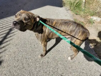 Diamond - Pit Bull Terrier