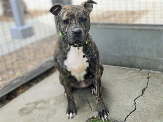 Diamond - Pit Bull Terrier