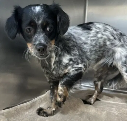 Dulce - Cocker Spaniel