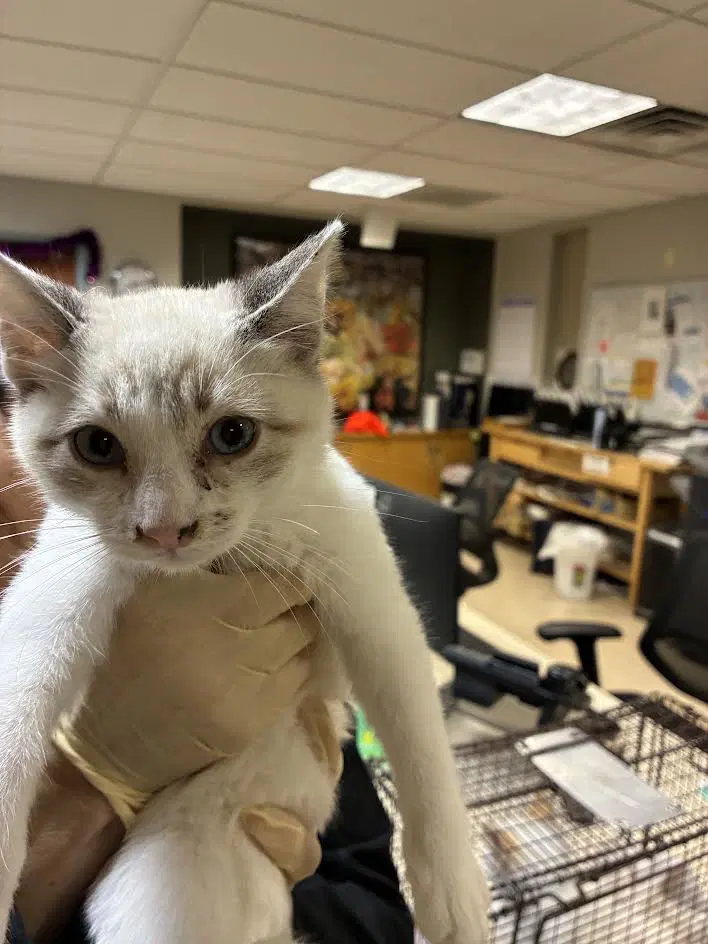 Unknown - Domestic Short Hair