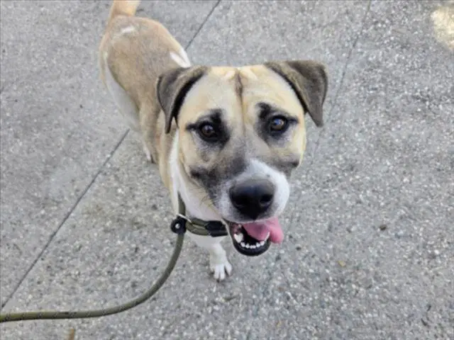 Apple Pie - Pit Bull Terrier