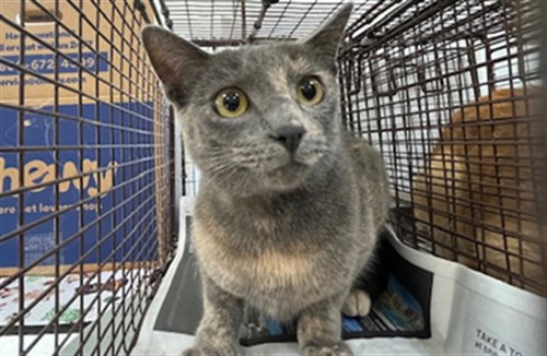 Stardust, Domestic Short Hair (medium coat)