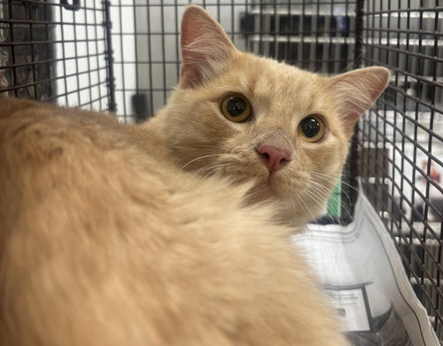 Jasper, Domestic Short Hair (medium coat)