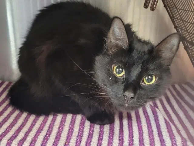 Fiona - Domestic Short Hair
