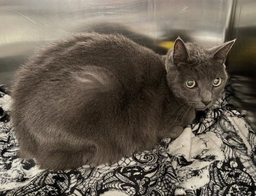 Renee, Manx / Mixed (medium coat)