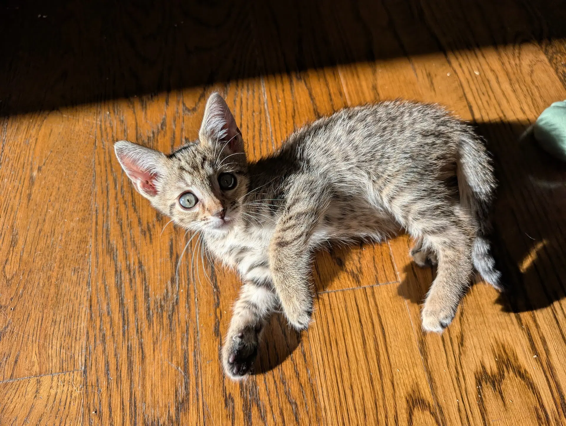 Clove - Domestic Short Hair