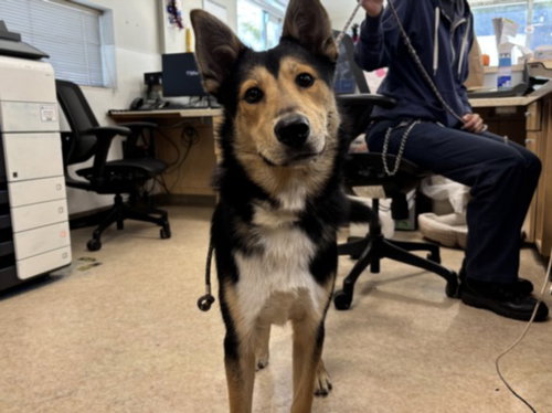 Sprout, German Shepherd Dog (medium coat)
