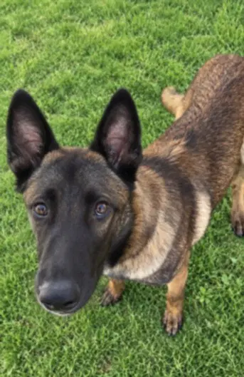 Cairo - German Shepherd Dog