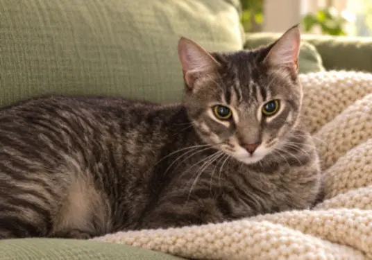 Jesus - Domestic Short Hair