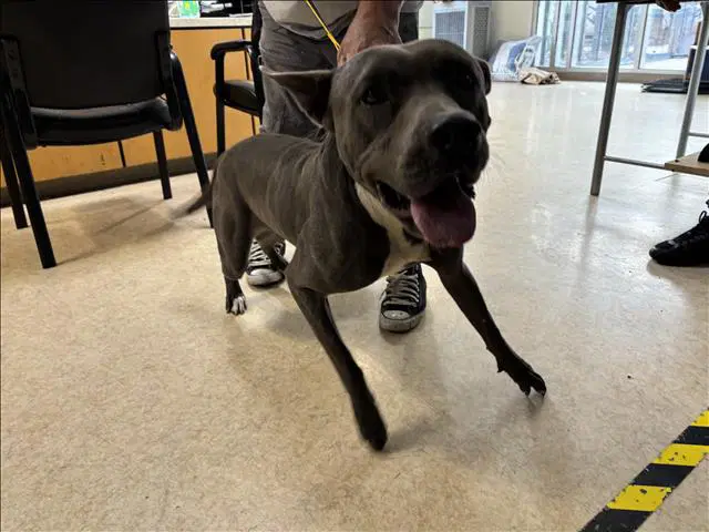 Rocky - Pit Bull Terrier