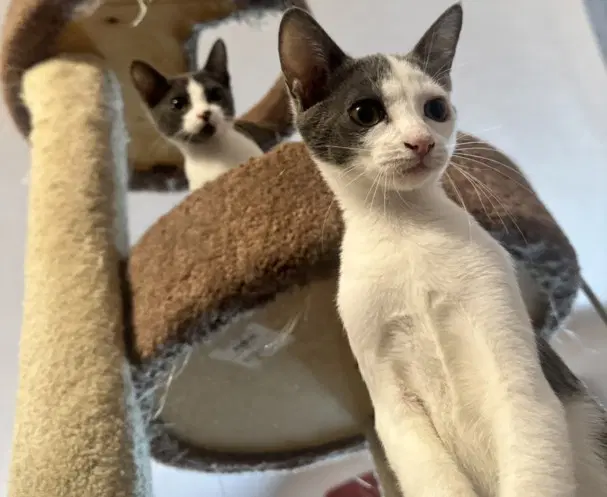 Lilac - Domestic Short Hair