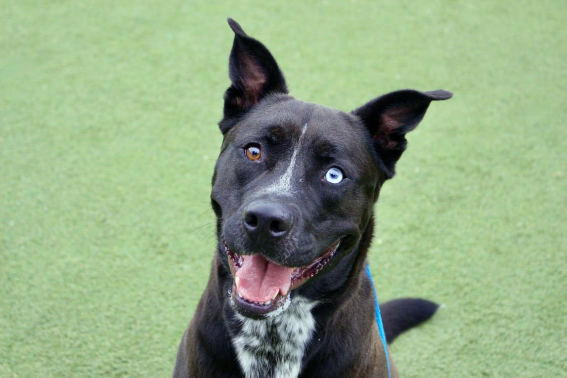 adoptable Dog in Los Angeles, CA named KING