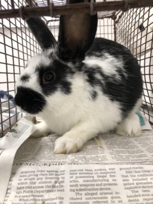 adoptable Rabbit in Los Angeles, CA named LUKE
