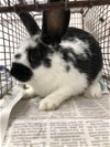 adoptable Rabbit in  named LUKE
