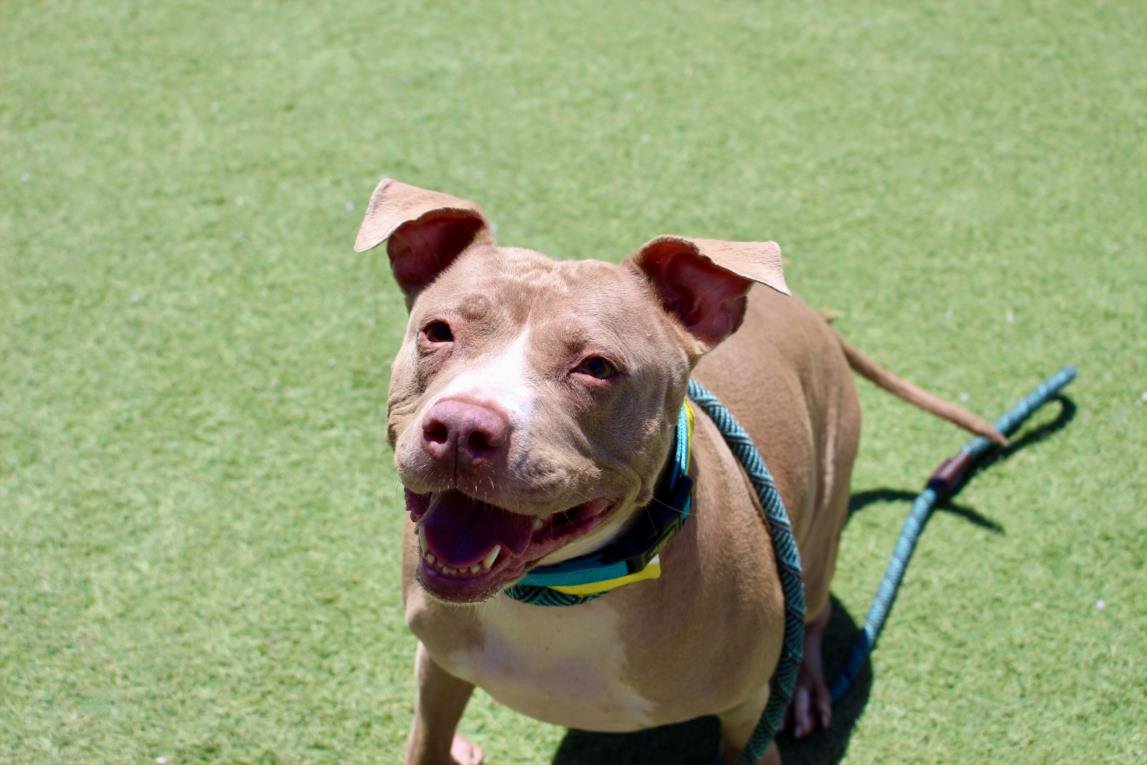 adoptable Dog in Los Angeles, CA named BRANDY