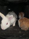 adoptable Rabbit in  named AFFOGATO