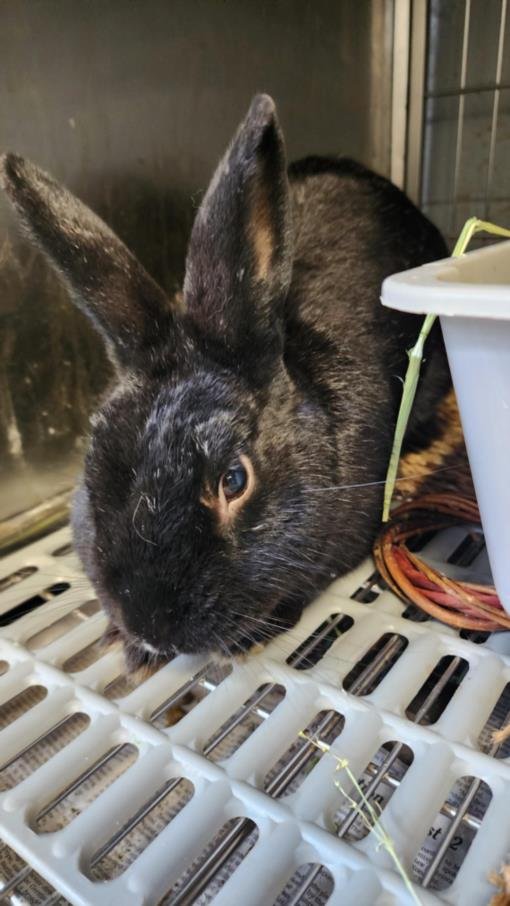 adoptable Rabbit in Los Angeles, CA named A2135023