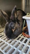 adoptable Rabbit in  named A2135023
