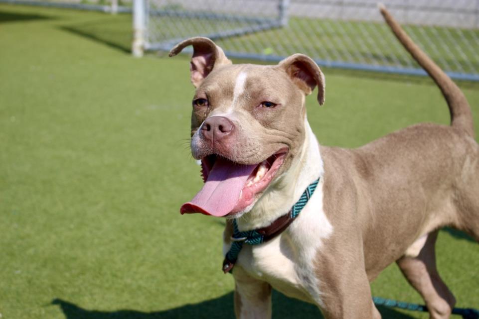 adoptable Dog in Los Angeles, CA named WALTER