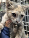 adoptable Cat in Los Angeles, CA named TORY