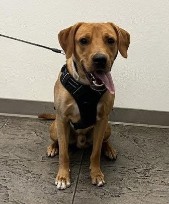 adoptable Dog in Los Angeles, CA named AUSTIN