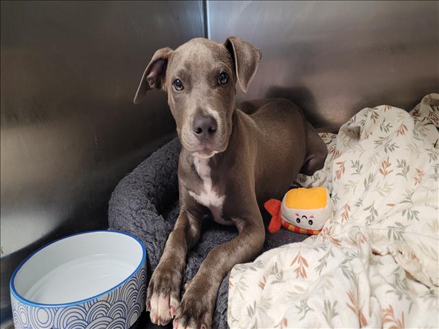 adoptable Dog in Los Angeles, CA named GARDEN