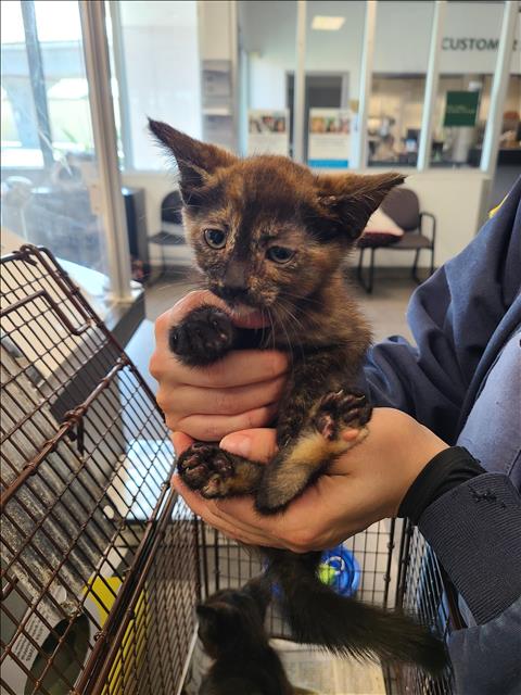 adoptable Cat in Los Angeles, CA named SHINING